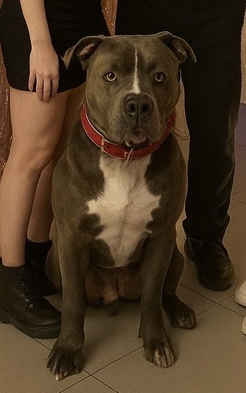 American Staffordshire Terrier Amstaff REPRODUKTOR