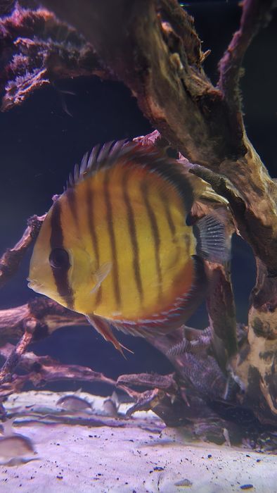 Dzikie paletki  Brown Heckel 4 szt.