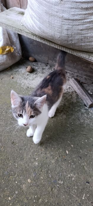Віддам котиків в добрі руки