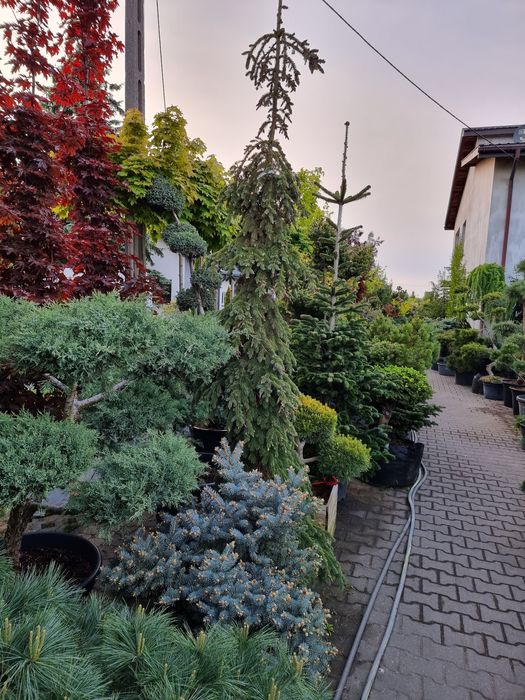 Krzewy ozdobne  Szeroki wybór