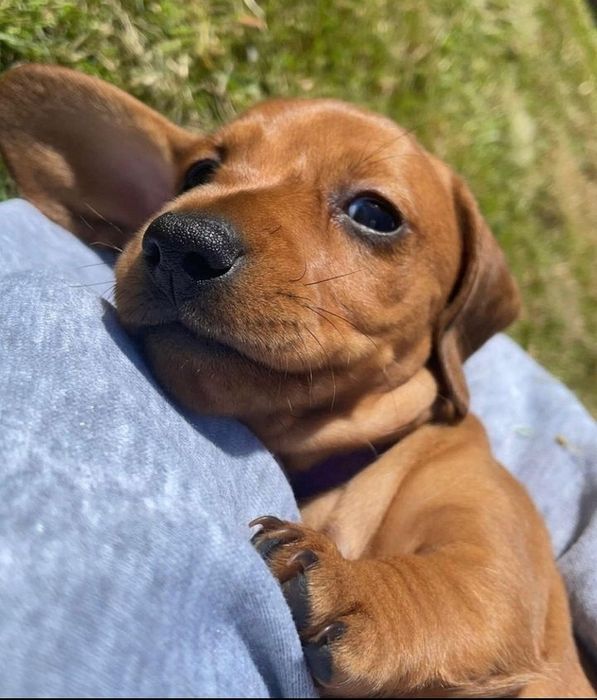 Таксята риженькі