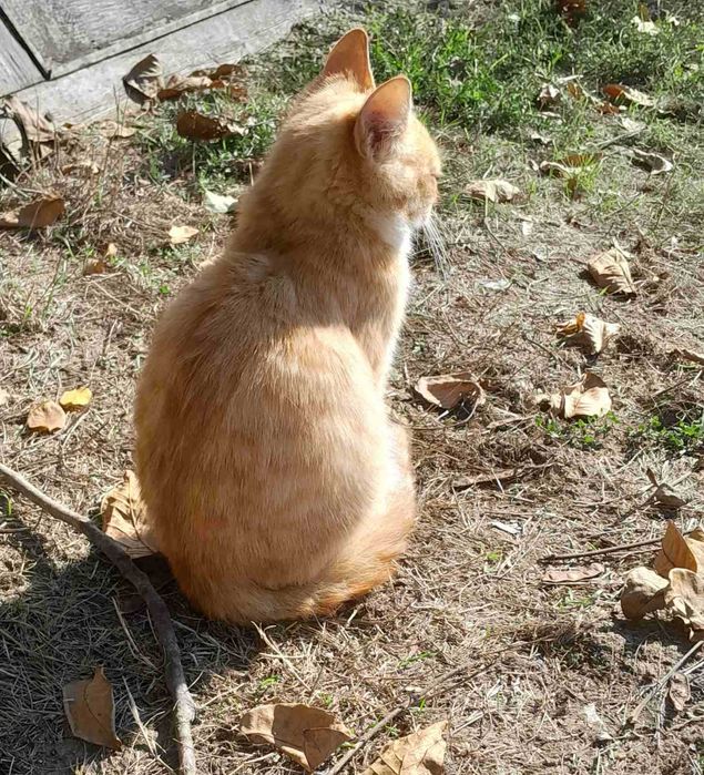 Отдам молодых котиков