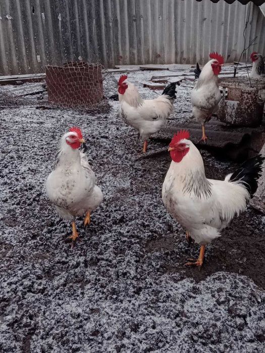 Інкубаційне яйце Адлера Сріблястого