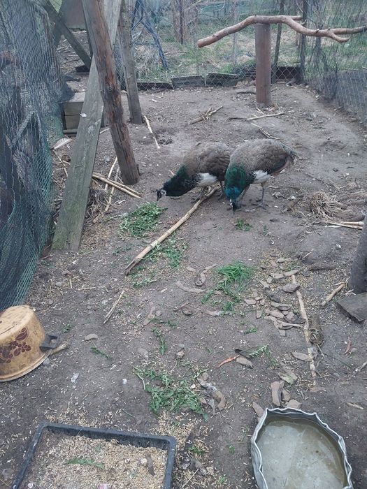 Sprzedam pawia z tamtego roku