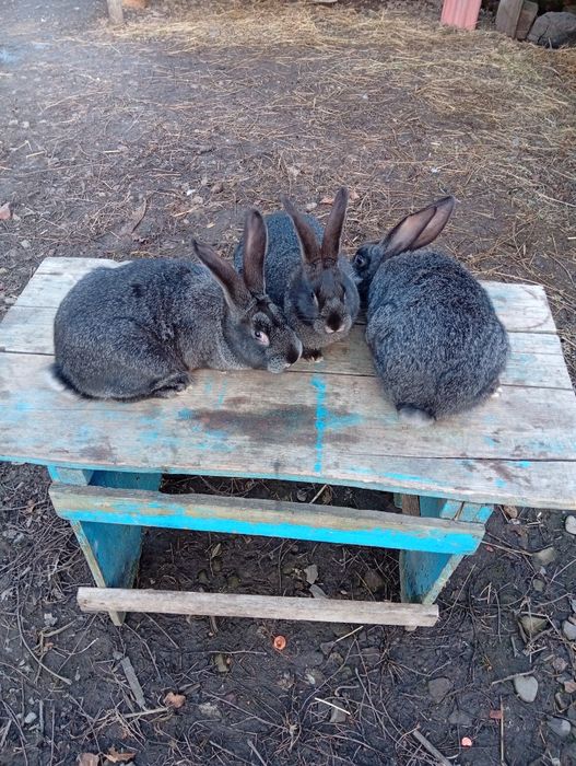 Кролі,крілиці,кроленята,кролики Полтавське Срібло.