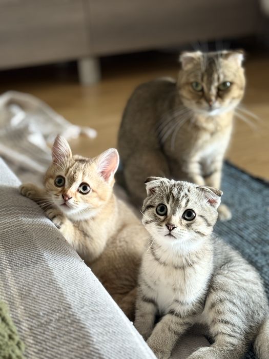 Scottish fold/stright Шотландські малята