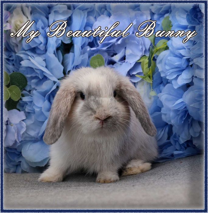 Młody Królik Mini Lop - Rhon