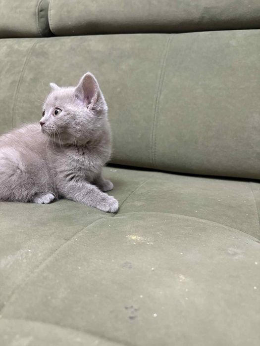 Gotowy do odbioru Kocurek Brytyjski liliowy