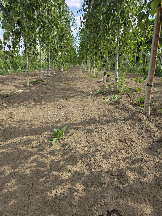 Brzoza płaczącą. Pendula. Duże drzewa