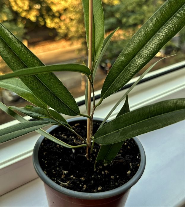 Фікус Амстел Кінг