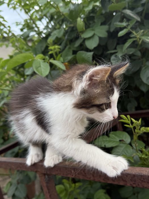 Подарую двох котиків