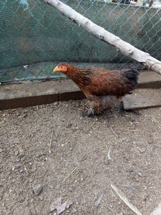 Brahmas, sedosas, pombos e faisões