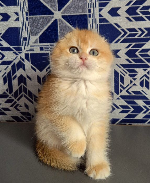 Золоті шиншили кошенята