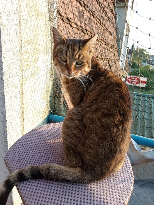 Miziasta Marysia szuka domu