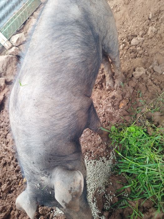 Vendo porca preta