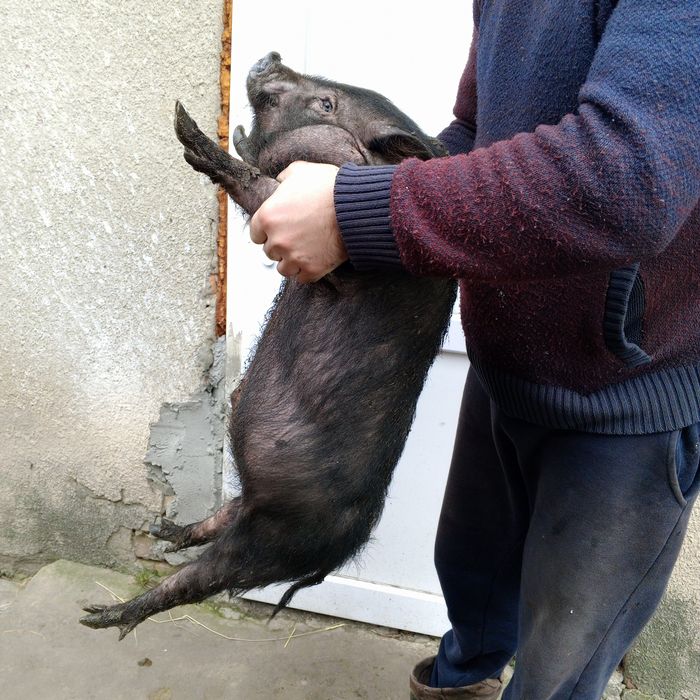 В'єтнамські поросята на продаж.                               


---