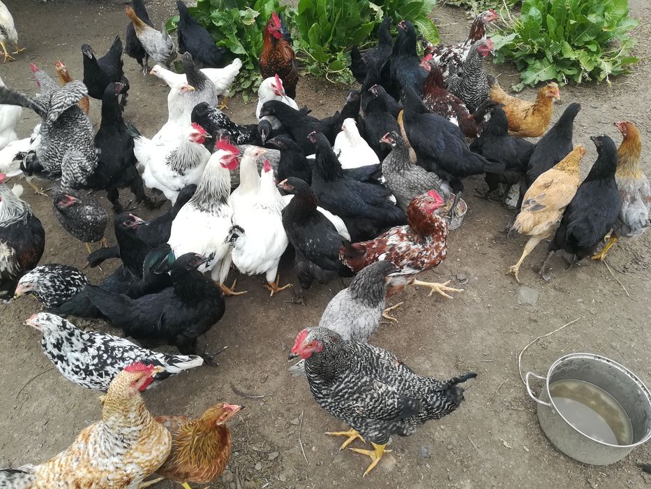 Kury marans, araukana, green Shel, blues hel, leghorn