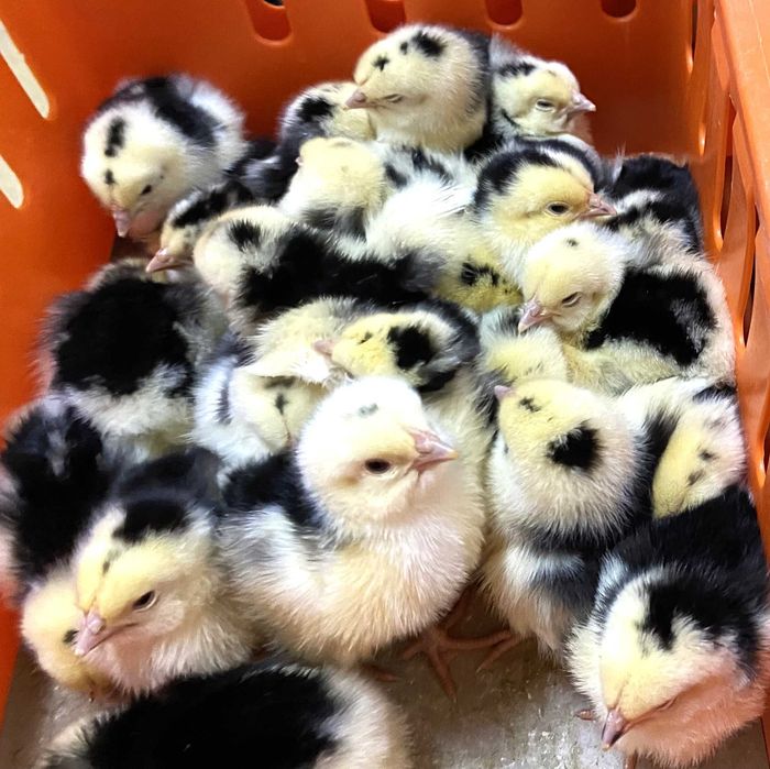 Kurczaki pisklęta nioski, brojlery, Leghorn, Greenshell, Sussex, Rosa