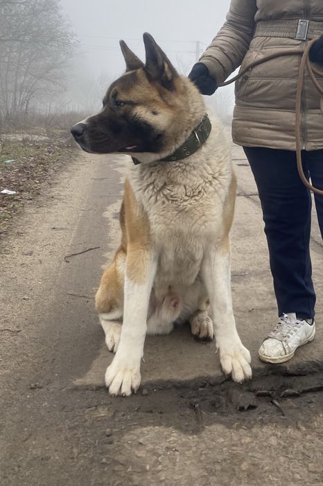 Кобель Американська Акіта для вʼязки.