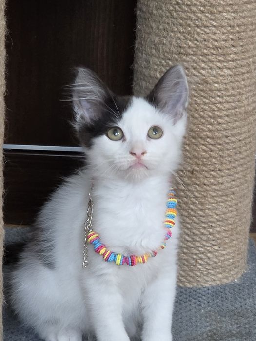 Котята мальчишки манчкин лонг
