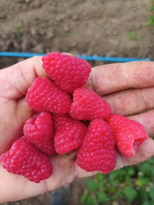 ЯКІСНІ саджанці ремонтантної та літньої малини з відмінною кореневою