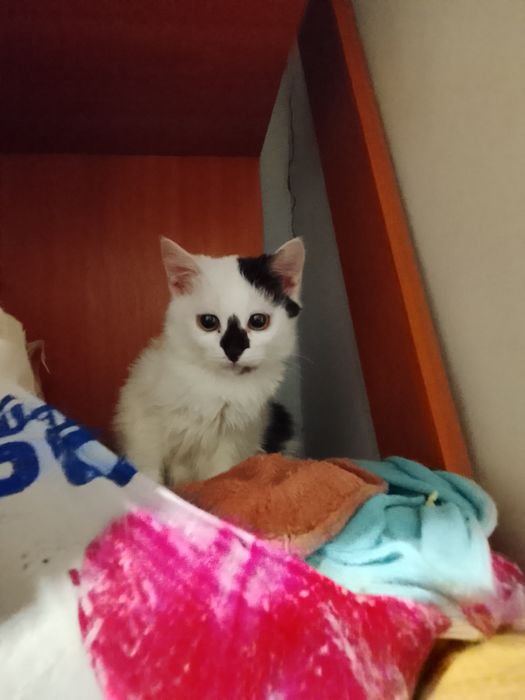 Продам или отдам котят