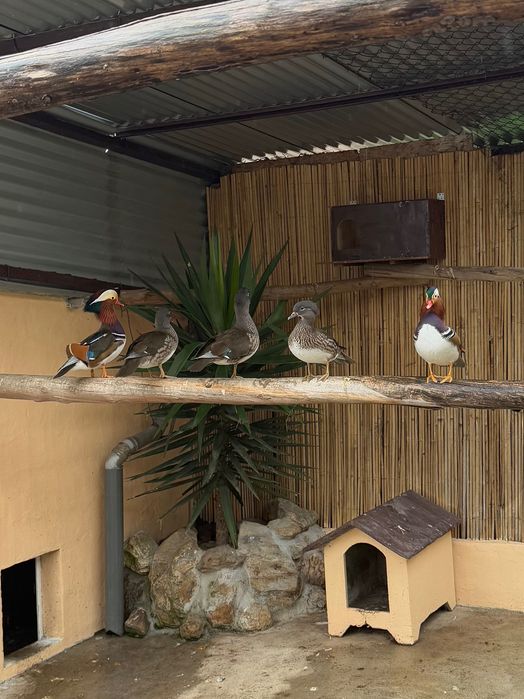 patos mandarim disponiveis