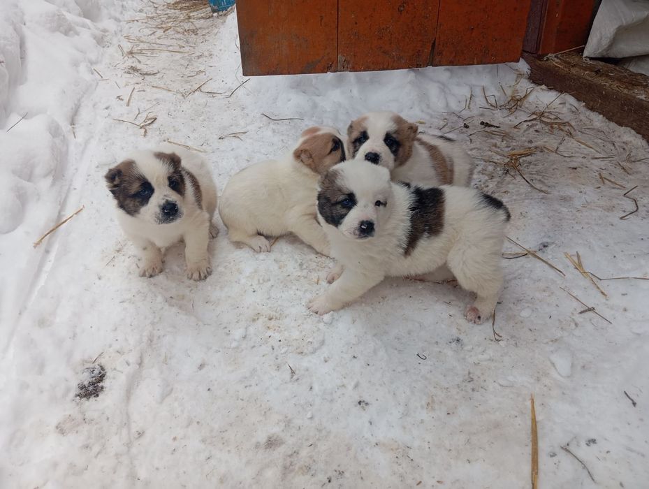 Пропонуються до бронювання хлопчики