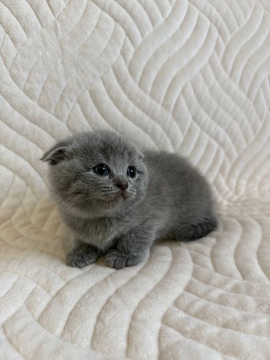 Британські весловухі кошенята