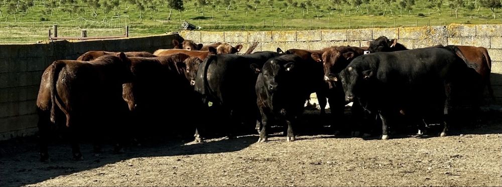 Novilhos angus registados