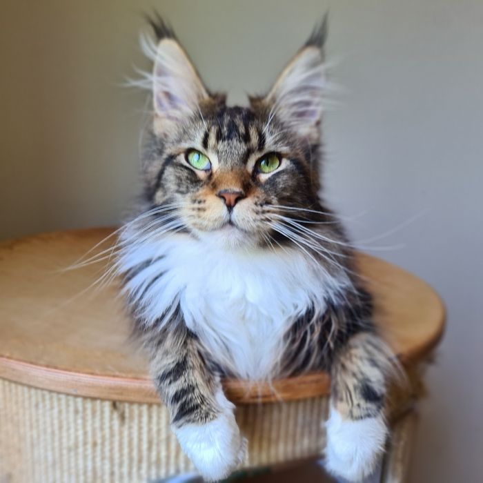 Dostępna kotka rasy Maine Coons