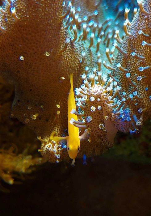 Gobiodon okinawae - ryba - akwarium morskie.