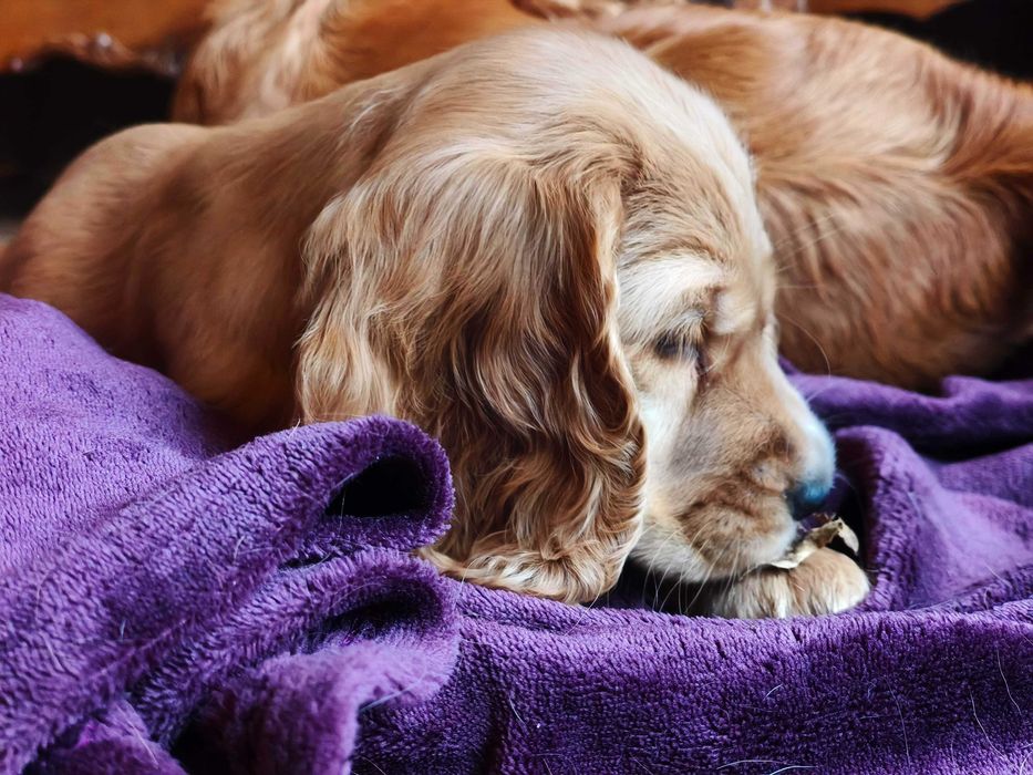 Sunia Cocker Spaniel Angielski - pełny rodowód