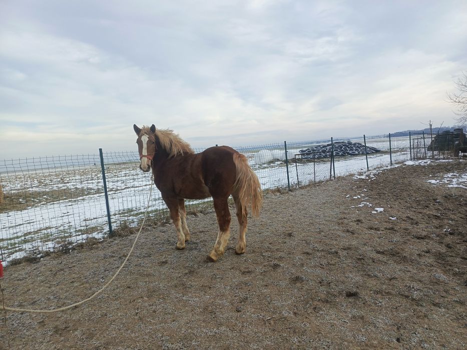 Sprzedam Ogierka PKZ