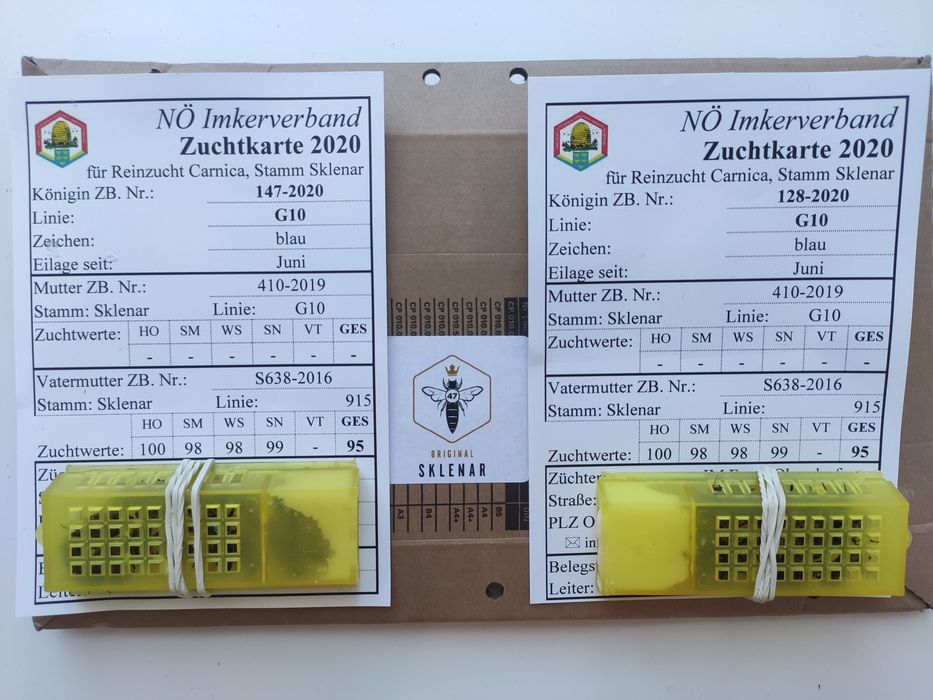 Matki pszczele Sklenar G10
