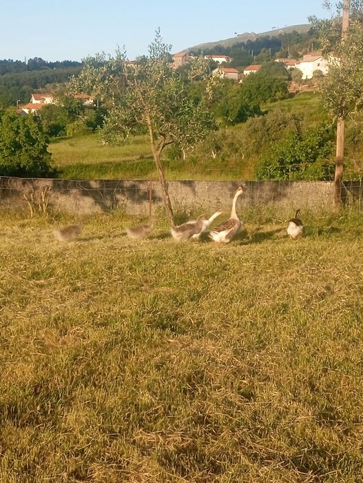 Gansos deste ano
