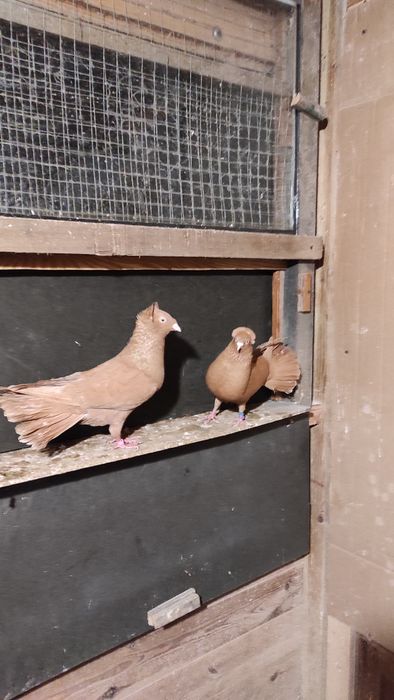 Sokoły,sokół,wysokolotne gdańskie.