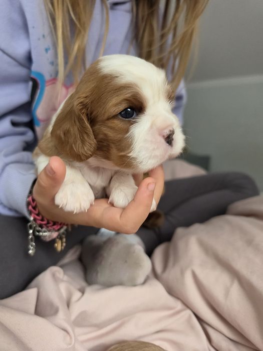 Cavalier King Charles Spaniel-domowa hodowla