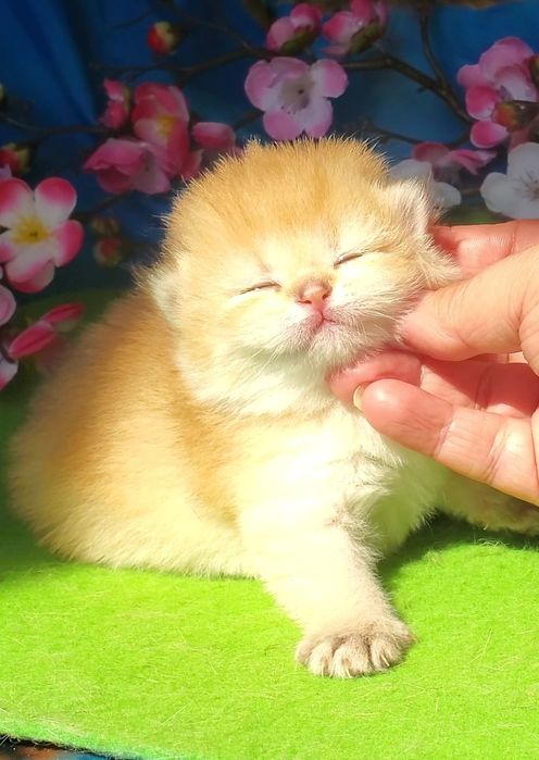 Ручные лапули, котята золотая шиншилла