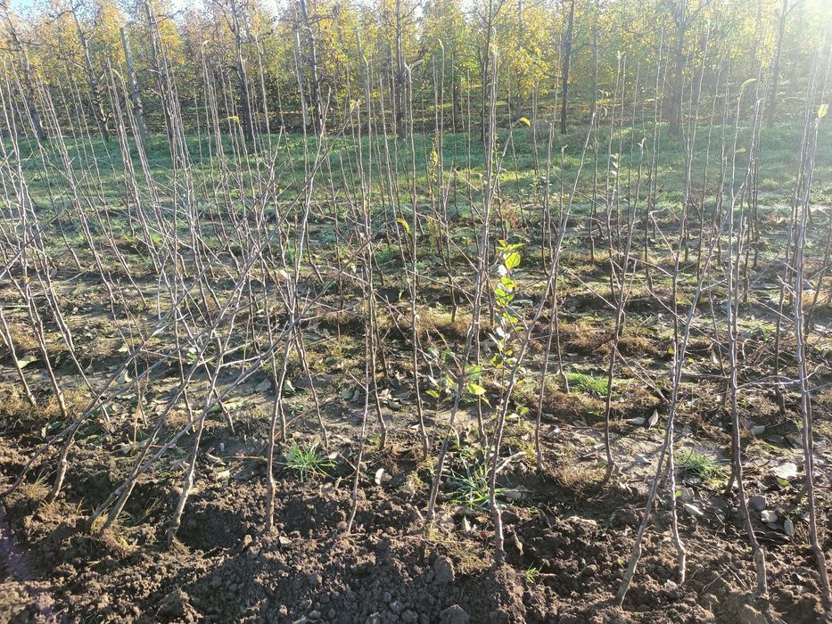 Drzewka owocowe jabłoń