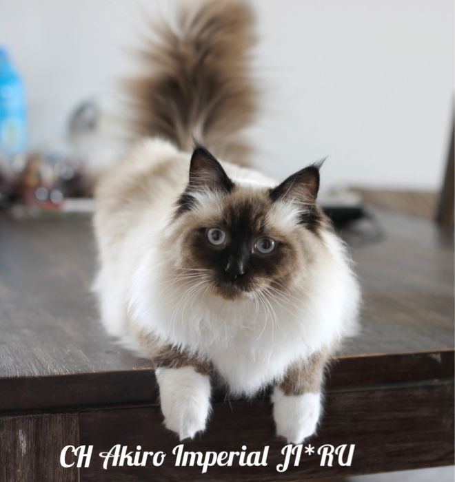 Kotka syberyjska - kocięta syberyjskie Wesoły Ogon*PL