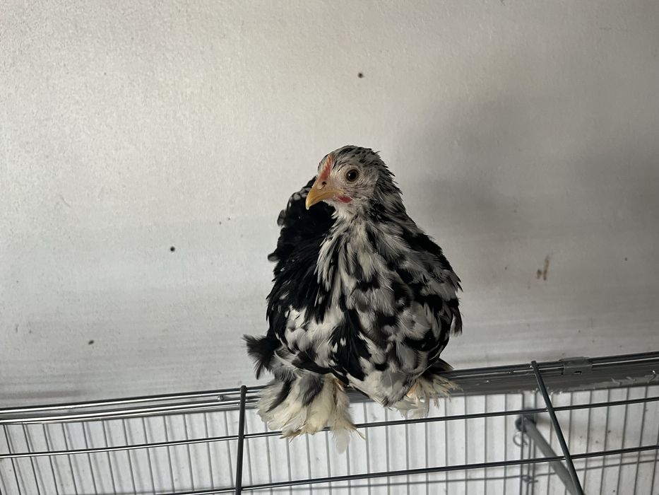 Casais de Pekin black mottled