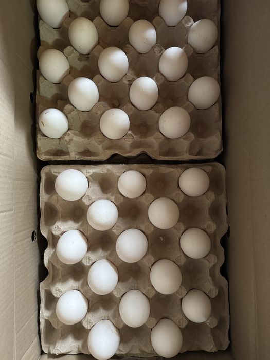 Продам яйцо куриное/перпелиное