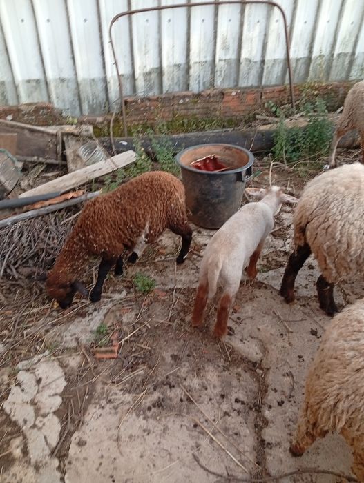 Mudar de pasto Ovelha Hill de Françe com  uma cria