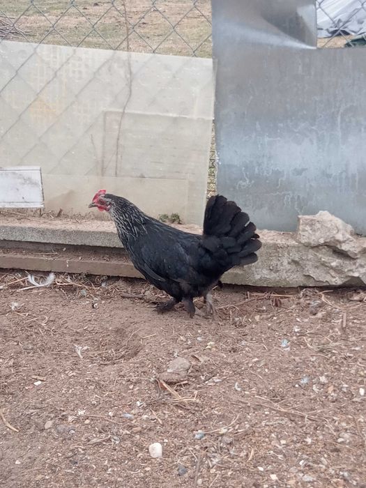 Jedną kurke mix 35 zł sztuka