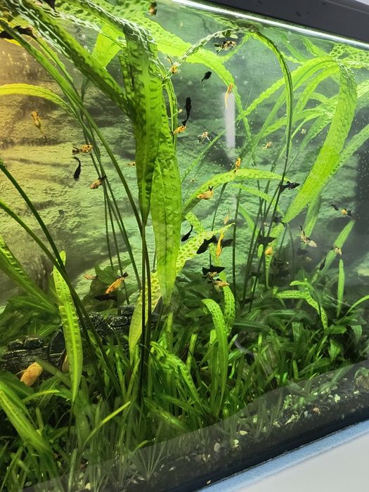 Rośliny akwariowe
