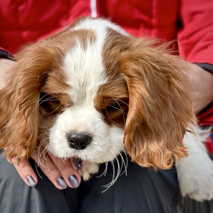 Кавалер Кінг Чарльз спанієль. Кавалер Кинг Чарльз спаниель