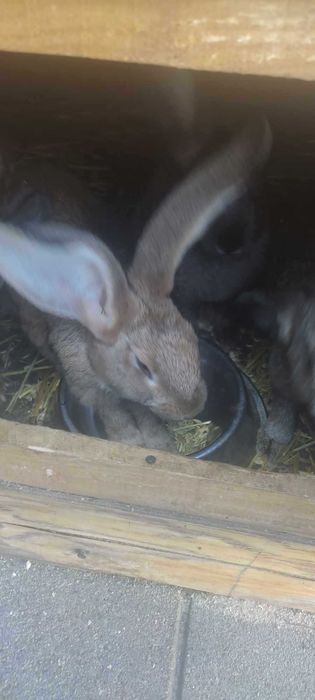 Mam na sprzedaż króliki