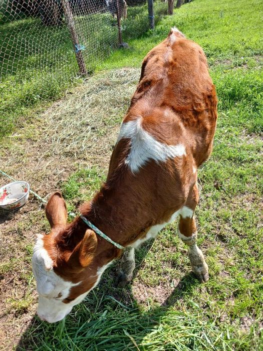 Продається молочна теличка