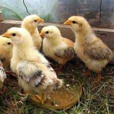 Продам яйце Гріз Бар для інкубації.